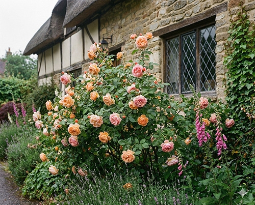 C'est la bonne période pour planter vos rosiers !